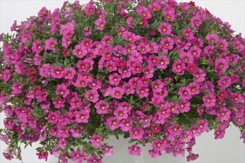 foto van een variëteit aan bloemen, te gebruiken als: Potplant, perkplant, patioplant, korfplant Calibrachoa MiniFamous® Neo Rose