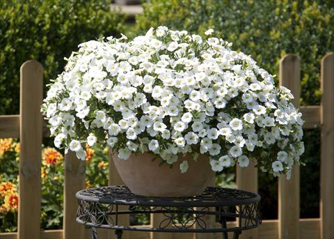 foto van een variëteit aan bloemen, te gebruiken als: Potplant, perkplant, patioplant, korfplant Calibrachoa MiniFamous® Neo White