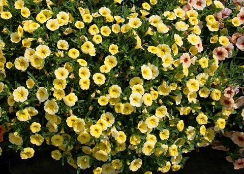 foto van een variëteit aan bloemen, te gebruiken als: Potplant, perkplant, patioplant, korfplant Calibrachoa MiniFamous® Neo Yellow