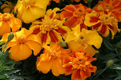 foto van een variëteit aan bloemen, te gebruiken als: Perkplant / Borders Tagetes patula Zenith Mix