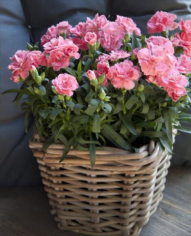 foto van een variëteit aan bloemen, te gebruiken als: Pot Dianthus caryophyllus Oscar® Pink