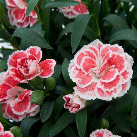 foto van een variëteit aan bloemen, te gebruiken als: Snijbloemen Dianthus caryophyllus Oscar™ White+Red