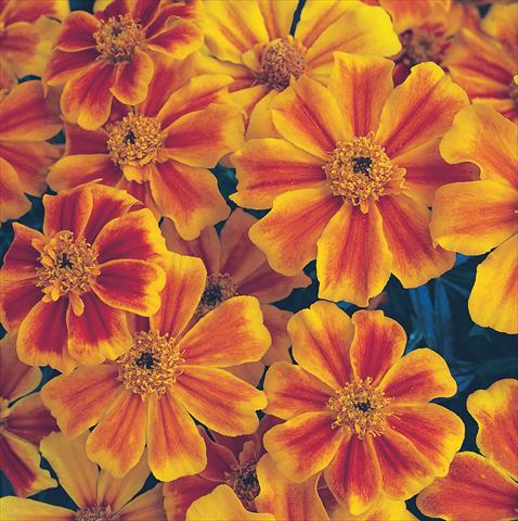 foto van een variëteit aan bloemen, te gebruiken als: Perkplant / Borders Tagetes patula Sunburst Orange Splash