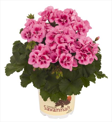 foto van een variëteit aan bloemen, te gebruiken als: Potplant, perkplant, patioplant Pelargonium zonale RED FOX Savannah Pink Mega Splash
