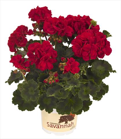 foto van een variëteit aan bloemen, te gebruiken als: Potplant, perkplant, patioplant Pelargonium zonale RED FOX Savannah Really Red