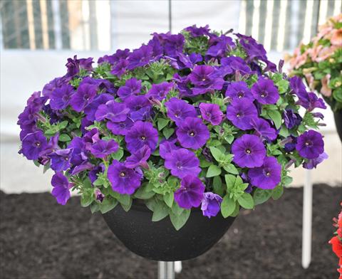 foto van een variëteit aan bloemen, te gebruiken als: Potplant, perkplant, patioplant, korfplant Petunia RED FOX Potunia® Cobalt Blue