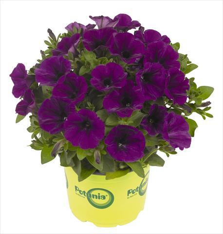 foto van een variëteit aan bloemen, te gebruiken als: Potplant, perkplant, patioplant, korfplant Petunia RED FOX Potunia® Piccola Lilac Blue