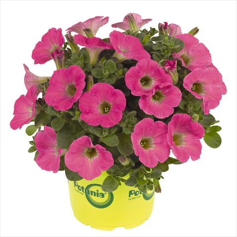 foto van een variëteit aan bloemen, te gebruiken als: Potplant, perkplant, patioplant, korfplant Petunia RED FOX Potunia® Plus Hot Pink