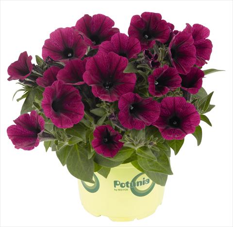 foto van een variëteit aan bloemen, te gebruiken als: Potplant, perkplant, patioplant, korfplant Petunia RED FOX Potunia® Plus Purple