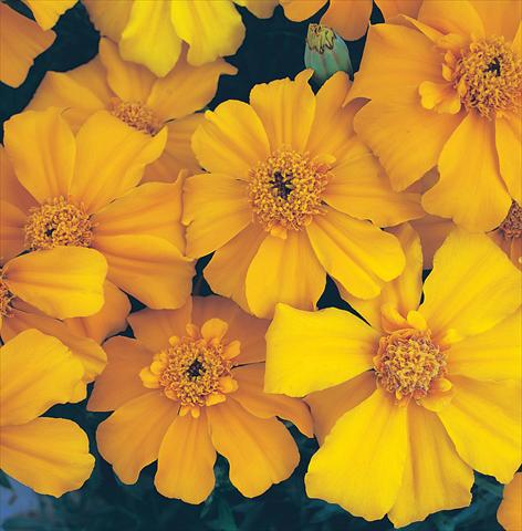 foto van een variëteit aan bloemen, te gebruiken als: Perkplant / Borders Tagetes patula Sunburst Orange