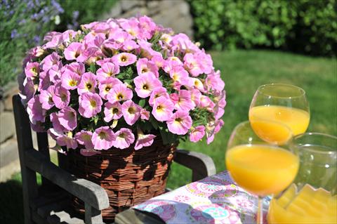 foto van een variëteit aan bloemen, te gebruiken als: Potplant, perkplant, patioplant, korfplant Petunia RED FOX Potunia® Plus Soft Pink Morning