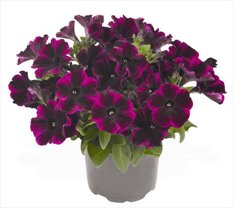foto van een variëteit aan bloemen, te gebruiken als: Potplant, perkplant, patioplant, korfplant Petunia hybrida RED FOX Sweetunia® Johnny Flame