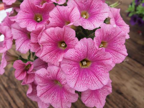 foto van een variëteit aan bloemen, te gebruiken als: Potplant, perkplant, patioplant, korfplant Petunia hybrida RED FOX Sweetunia® Pink Ice