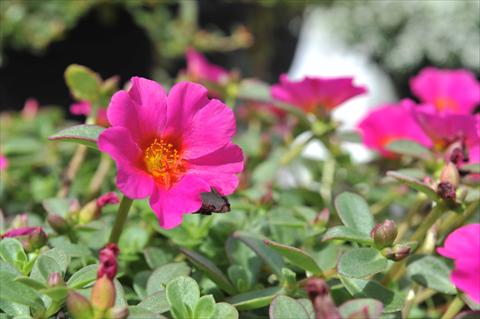 foto van een variëteit aan bloemen, te gebruiken als: Perkplant, patioplant, korfplant Portulaca RED FOX Cupcake Grape Jelly