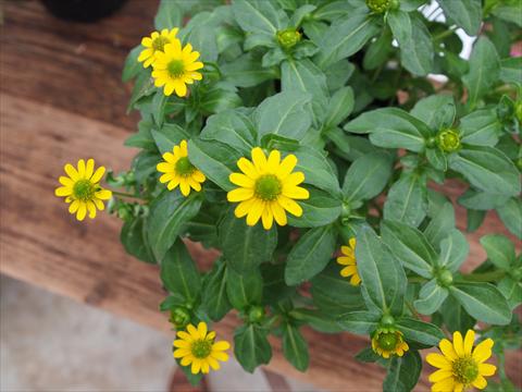 foto van een variëteit aan bloemen, te gebruiken als: Perkplant / Borders Sanvitalia RED FOX Sunvy Yellow Steel