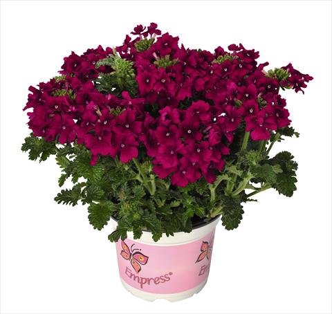 foto van een variëteit aan bloemen, te gebruiken als: Potplant, patioplant, korfplant Verbena RED FOX Empress Flair Cherry