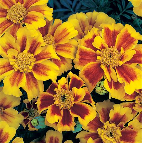 foto van een variëteit aan bloemen, te gebruiken als: Perkplant / Borders Tagetes patula Sunburst Yellow Splash