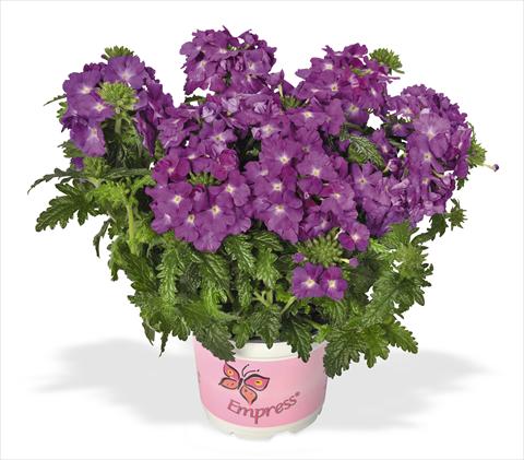 foto van een variëteit aan bloemen, te gebruiken als: Potplant, patioplant, korfplant Verbena RED FOX Empress Flair Purple Sky