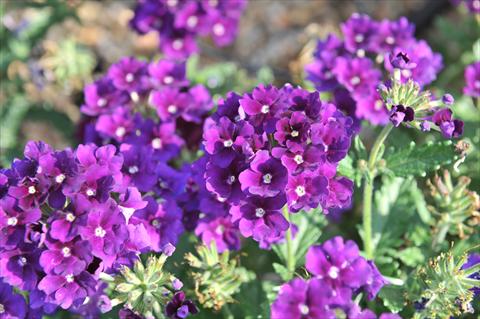 foto van een variëteit aan bloemen, te gebruiken als: Potplant, patioplant, korfplant Verbena RED FOX Empress Violet Blue