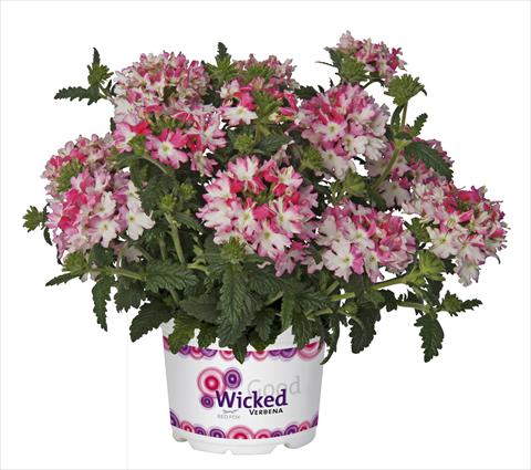 foto van een variëteit aan bloemen, te gebruiken als: Potplant, patioplant, korfplant Verbena RED FOX Wicked Hot Pink