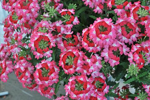 foto van een variëteit aan bloemen, te gebruiken als: Potplant, patioplant, korfplant Verbena RED FOX Wicked Pink Pepper