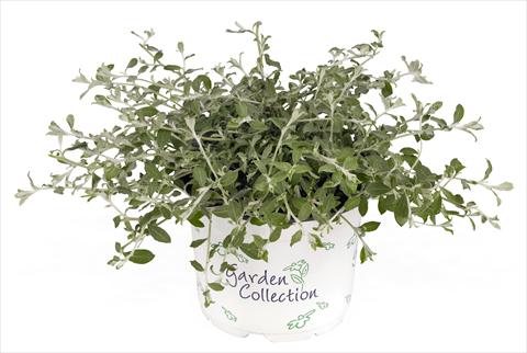 foto van een variëteit aan bloemen, te gebruiken als: Pot - en perkplant Helichrysum (Bracteantha) Silverstar
