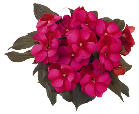 foto van een variëteit aan bloemen, te gebruiken als: Potplant, perkplant, patioplant, korfplant Impatiens N. Guinea RED FOX Petticoat Blue Star 2014