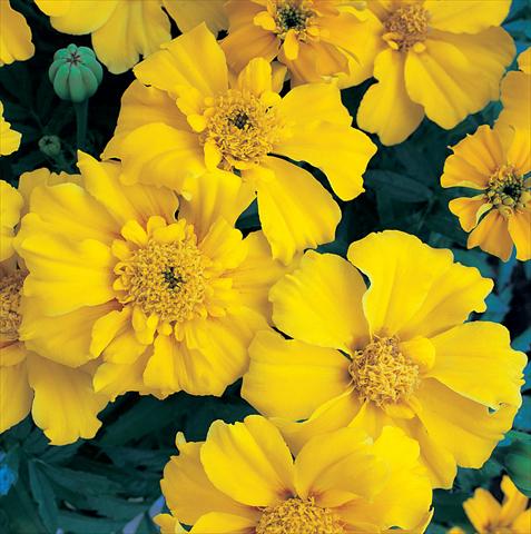 foto van een variëteit aan bloemen, te gebruiken als: Perkplant / Borders Tagetes patula Sunburst Yellow