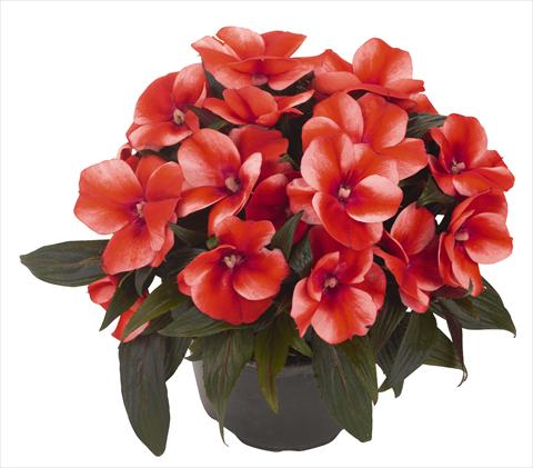 foto van een variëteit aan bloemen, te gebruiken als: Potplant, perkplant, patioplant, korfplant Impatiens N. Guinea RED FOX Petticoat Bright Red Star