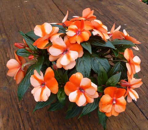 foto van een variëteit aan bloemen, te gebruiken als: Potplant, perkplant, patioplant, korfplant Impatiens N. Guinea RED FOX Petticoat Orange Star 2014