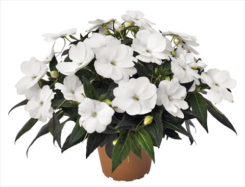 foto van een variëteit aan bloemen, te gebruiken als: Potplant, perkplant, patioplant, korfplant Impatiens N. Guinea RED FOX Petticoat White 2014