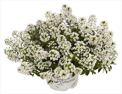 foto van een variëteit aan bloemen, te gebruiken als: Pot - en perkplant Lobularia maritima White Stream