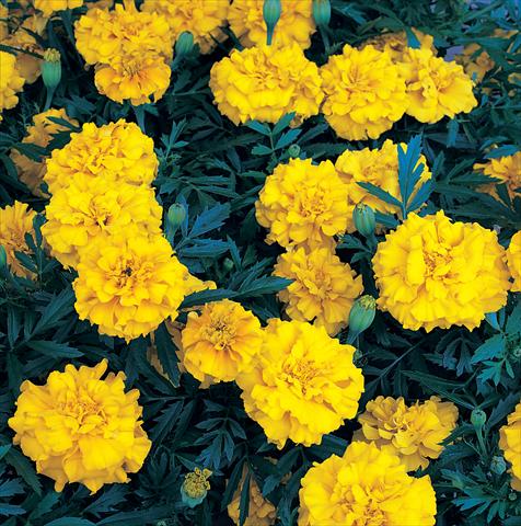 foto van een variëteit aan bloemen, te gebruiken als: Perkplant / Borders Tagetes patula Zenith Extra Golden Yellow