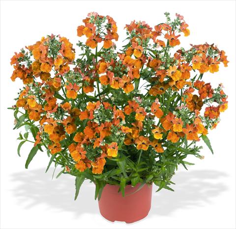 foto van een variëteit aan bloemen, te gebruiken als: Korf / Pot Nemesia RED FOX Angelart Orange