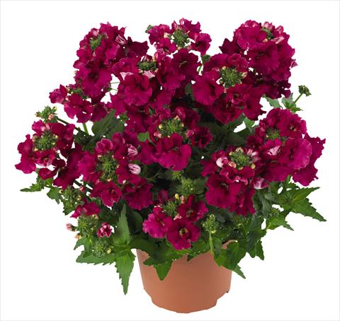 foto van een variëteit aan bloemen, te gebruiken als: Korf / Pot Nemesia RED FOX Angelart Raspberry