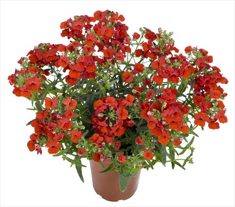 foto van een variëteit aan bloemen, te gebruiken als: Korf / Pot Nemesia RED FOX Angelart Strawberry