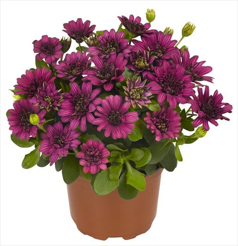 foto van een variëteit aan bloemen, te gebruiken als: Pot - en perkplant Osteospermum RED FOX Summertime® Double Purple
