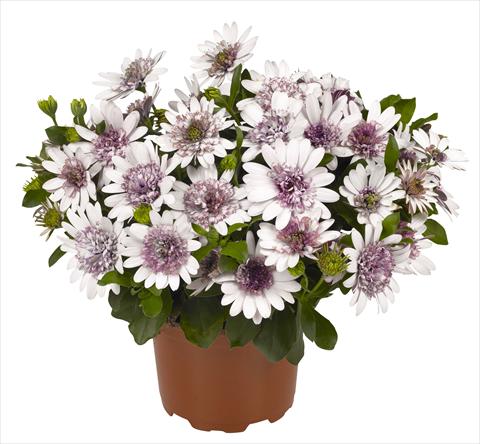 foto van een variëteit aan bloemen, te gebruiken als: Pot - en perkplant Osteospermum RED FOX Summertime® Double White