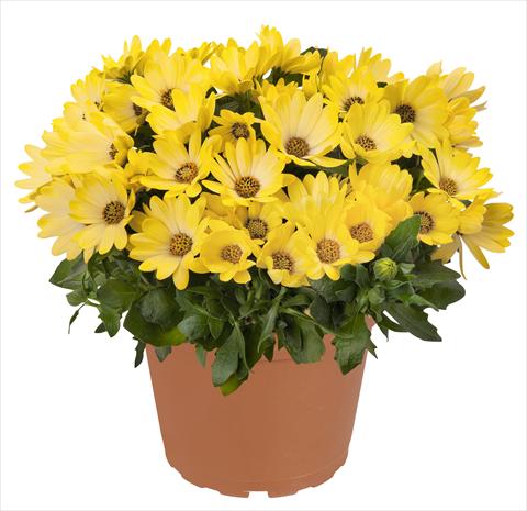foto van een variëteit aan bloemen, te gebruiken als: Pot - en perkplant Osteospermum RED FOX Summertime® Sweet Yellow