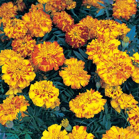 foto van een variëteit aan bloemen, te gebruiken als: Perkplant / Borders Tagetes patula Zenith Extra Orange & Red