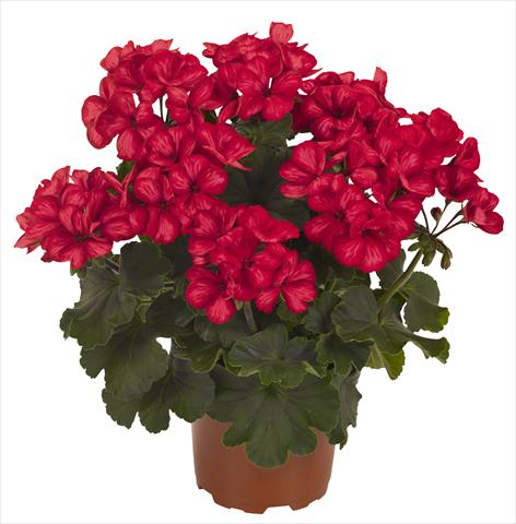 foto van een variëteit aan bloemen, te gebruiken als: Patioplant, potplant Pelargonium interspecifico RED FOX Sarita Sunstar Red