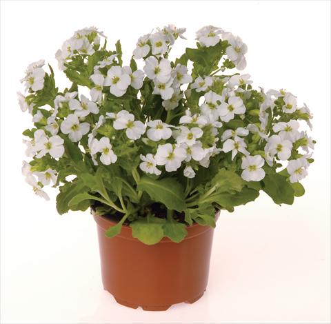 foto van een variëteit aan bloemen, te gebruiken als: Perkplant / Borders Arabis caucasica Lotti White