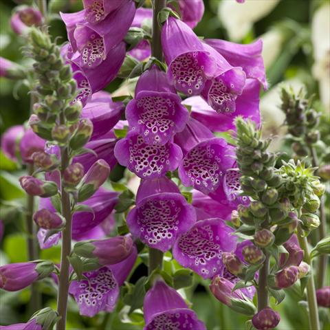 foto van een variëteit aan bloemen, te gebruiken als: Perkplant / Borders Digitalis purpurea Dalmatian Purple Improved