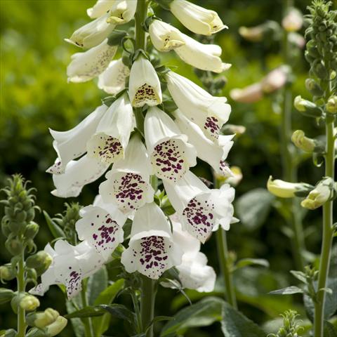 foto van een variëteit aan bloemen, te gebruiken als: Perkplant / Borders Digitalis purpurea Dalmatian White Improved