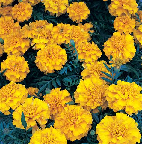 foto van een variëteit aan bloemen, te gebruiken als: Perkplant / Borders Tagetes patula Zenith Extra Orange