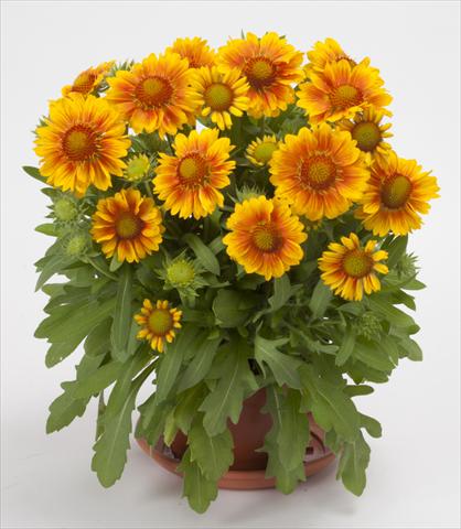 foto van een variëteit aan bloemen, te gebruiken als: Perkplant / Borders Gaillardia Mesa Peach