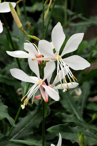 foto van een variëteit aan bloemen, te gebruiken als: Perkplant / Borders Gaura lindheimeri Sparkle White
