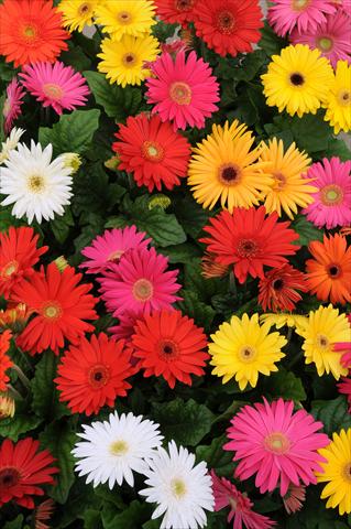 foto van een variëteit aan bloemen, te gebruiken als: Pot Gerbera jamesonii Mega Revolution Select Mixture