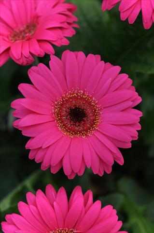 foto van een variëteit aan bloemen, te gebruiken als: Pot Gerbera jamesonii Midi Revolution Magenta Dark Center