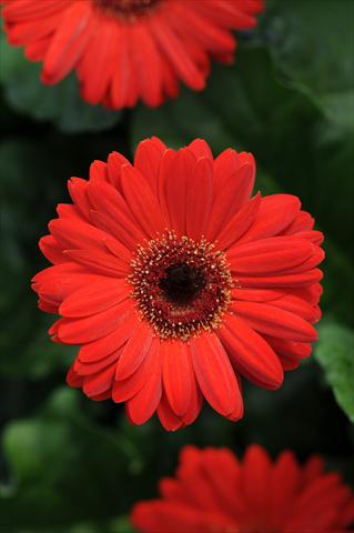 foto van een variëteit aan bloemen, te gebruiken als: Pot Gerbera jamesonii Midi Revolution Scarlet with Dark Eye